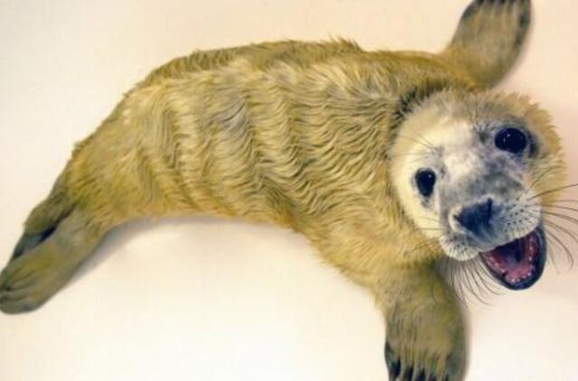 Švedijoje miške rastas ruoniukas