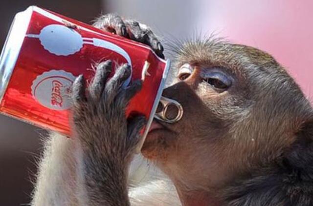 Tailande turistai kenčia nuo iš rankų maitinamų beždžionių