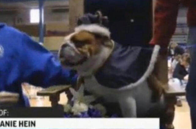 Išrinktas gražiausias buldogas pasaulyje