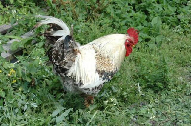 Kaliningrado srityje nustatytas Niukaslo ligos virusas