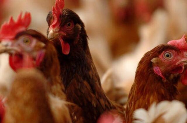 Kinijoje paukščių gripas nusinešė jau 13 gyvybių