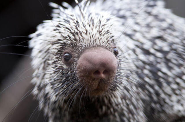 Kuo mes panašūs į dygliuočius