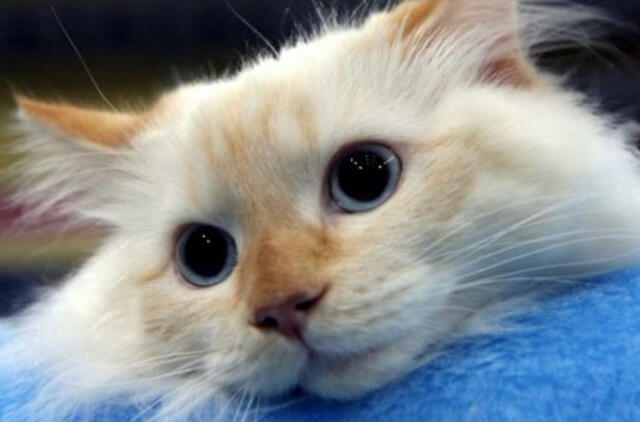 Maskvoje vėl veikia kačių teatras