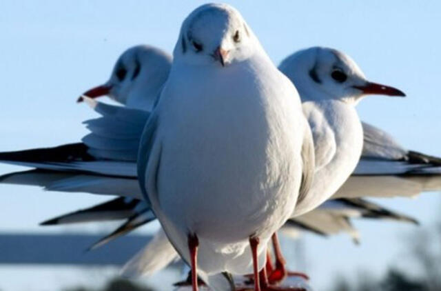 Paukščių gripo nešiotojai gali būti ir migruojantys paukščiai