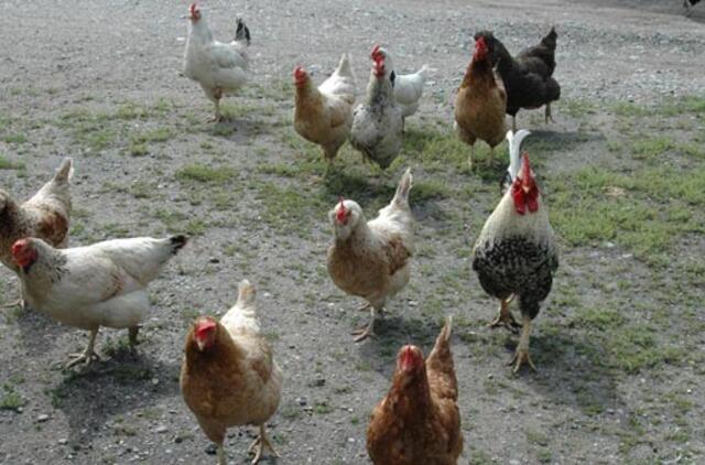 Pekine - pirmas susirgimas paukščių gripu