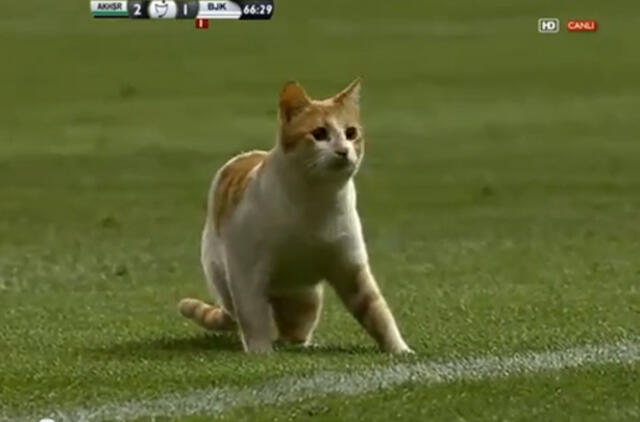 Per futbolo rungtynes Turkijoje į aikštę įsiveržė... katė (video)