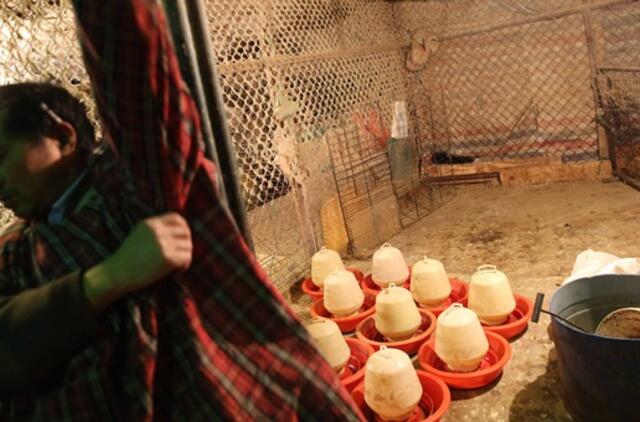 Plintant paukščių gripui Šanchajuje uždrausta prekiauti gyvais paukščiais