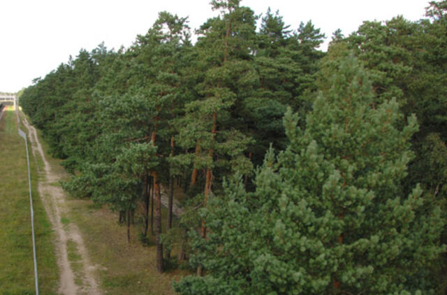 Šalies miškuose mažėja neteisėtų kirtimų