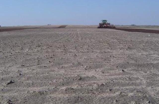 Ūkininkai skaičiuoja iššalusių rapsų nuostolius