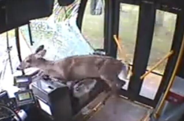 JAV į autobusą pro langą įskriejęs elnias išlipo pro duris lyg paprastas keleivis (video)