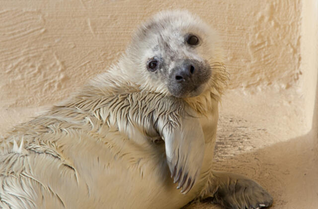 Jūrų muziejaus ruoniukui - vėjo vardas