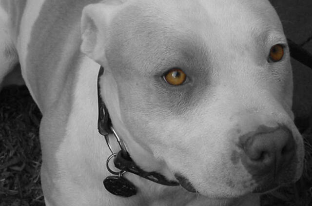 Kalifornijoje pitbulterjerai sudraskė 63-ejų senolę