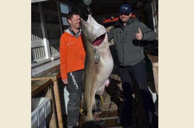 Norvegijoje sugauta gigantiška menkė