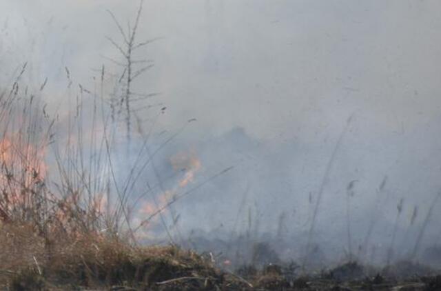 Panemunės šile išdegė apie hektaras miško paklotės