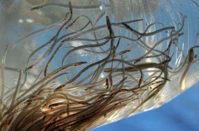 Atnaujintas ungurių įžuvinimas - tik gero darbo pradžia