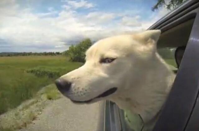 Įamžinti vėju besimėgaujantys šunys