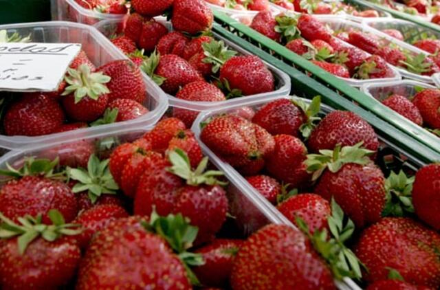 Prasidėjo lietuviškų braškių sezonas