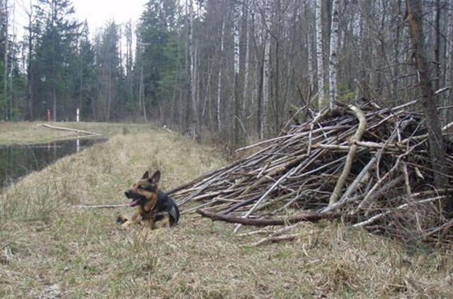 Savaitgalį sulaikyti septyni gruzinai nelegalai