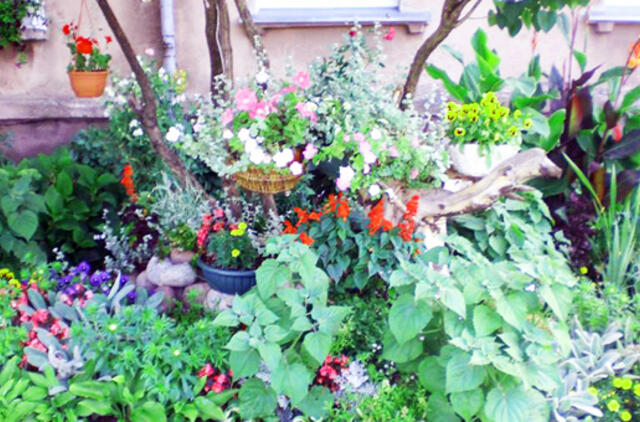 Tarp gražiausių Lietuvos gėlynų - net du Klaipėdos darželiai