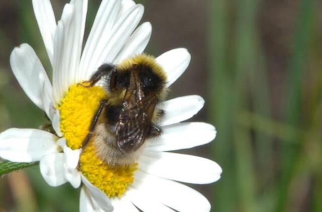 Įgėlus vabzdžiui, pasekmės gali būti ir tragiškos