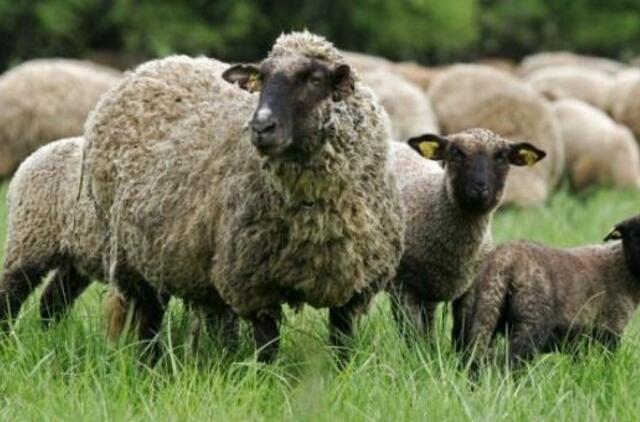 Lenkija uždraudė ritualinį gyvulių skerdimą