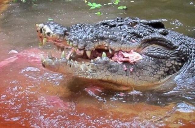 Maskvoje konfiskuoti 134 krokodilai