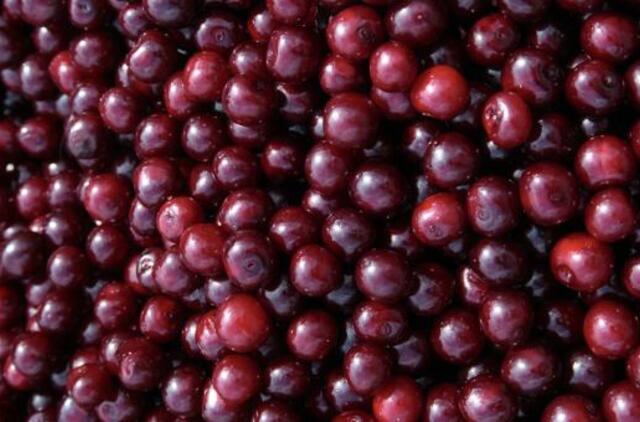 Žagarės vyšnių festivalyje karaliauja kaliausės