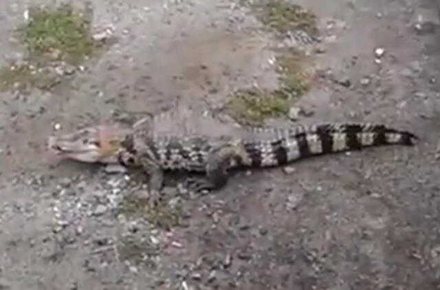 Ieško pabėgusio krokodilo