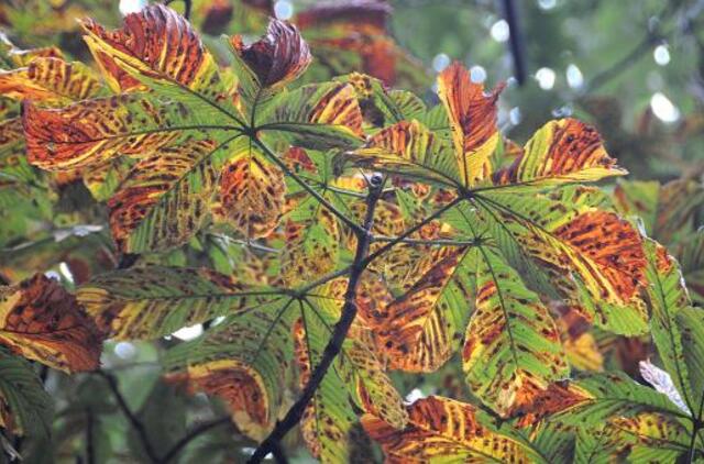 Ieškoma būdų vaduoti anksčiau laiko masiškai ruduojančius kaštonus