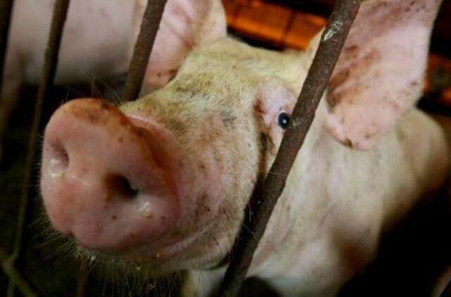 Kiaulių augintojams siūloma kompensacija už perėjimą prie kitų gyvulių auginimo