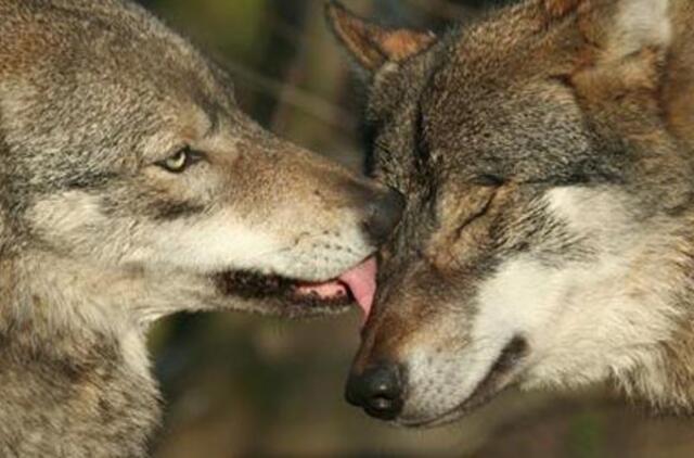 Kupiškio rajone siūloma sumedžioti 2 vilkus