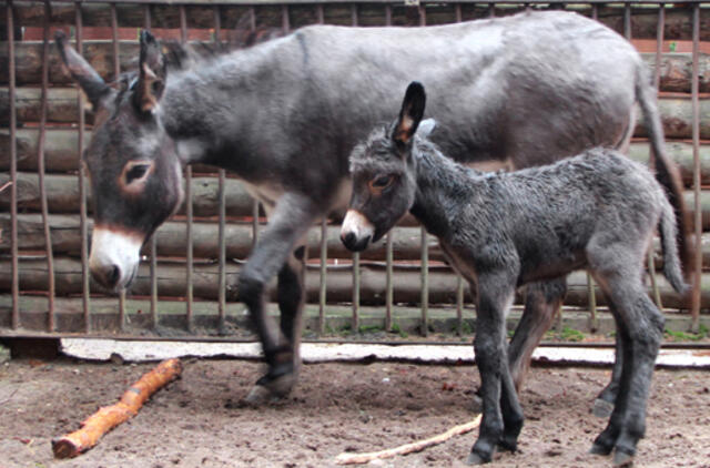 Lietuvos zoologijos sode gimė asiliukas