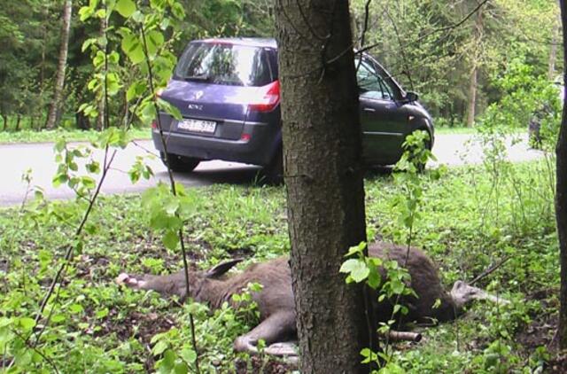 Panevėžio rajone automobiliui partrenkus į kelią išbėgusį briedį, nukentėjo keleivė