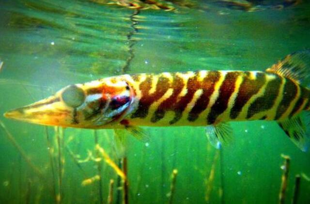 Platelių ežero gelmėmis nusidrieks fotografijos paroda