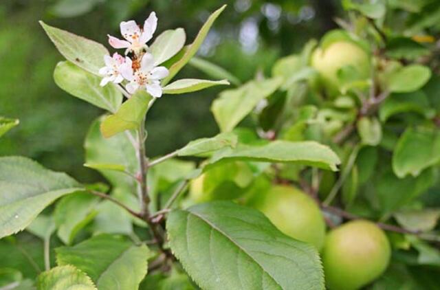 Rusnėje pražydo obuolius subrandinusi obelis