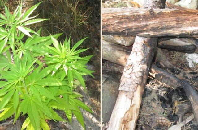 Smiltynėje auginamos kanapės