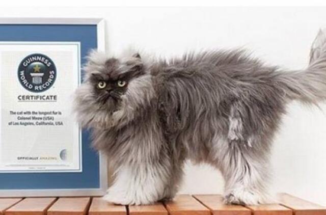 Susipažinkite - Pulkininkas Miau, pūkuočiausias katinas pasaulyje
