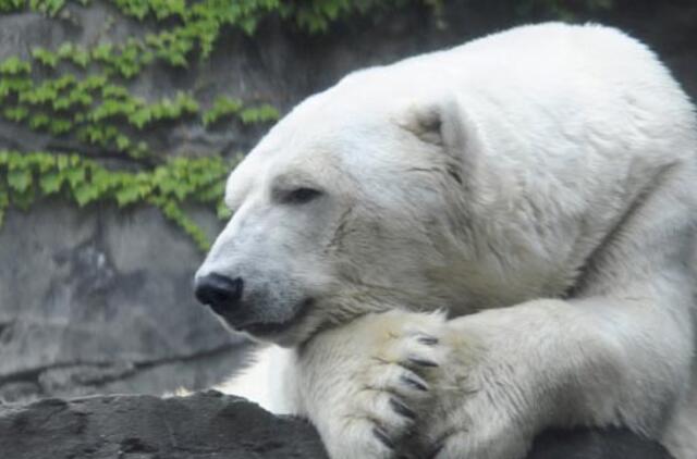 Užmigdytas Niujorko zoologijos sodo simbolis - baltasis lokys Gusas