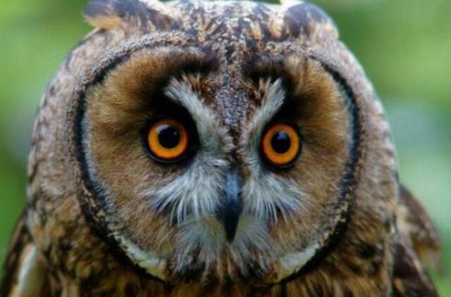 Zenono istorija: ką daryti aptikus tokį kaip jis