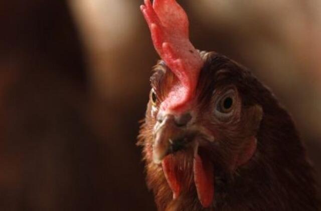 Amerikoje populiarėja vištų nuoma