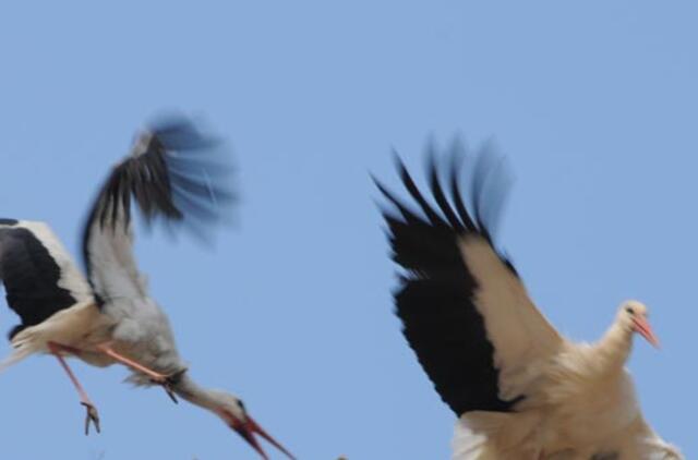 Bauginimai pasvalietei - negyvas gandras ir plakatai su grasinimais