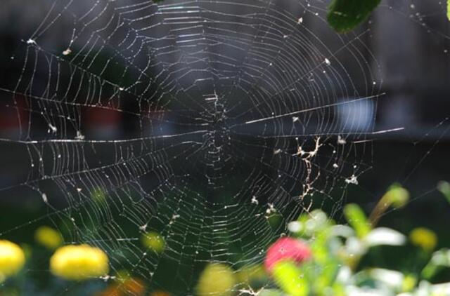 Dienos ir nakties dalybų magija