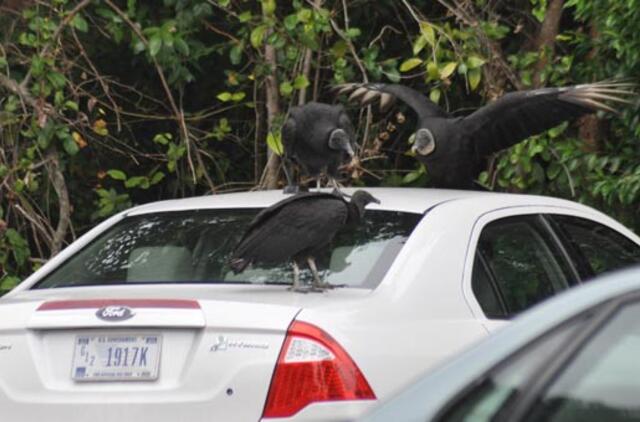 JAV automobilių pardavimai rugpjūtį smarkiai išaugo