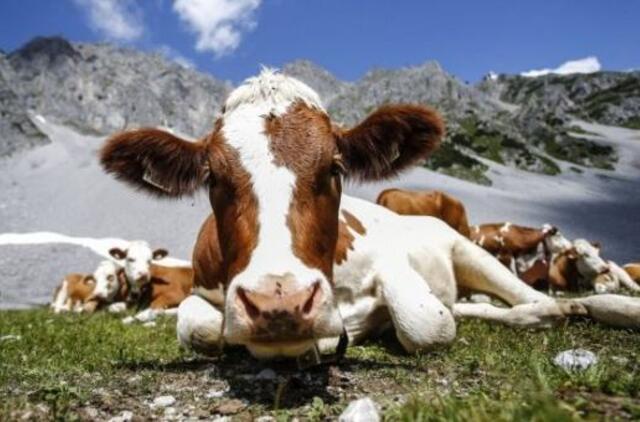 Kai karvės nuo kalnų nenori leistis, jas reikia stumtelėti