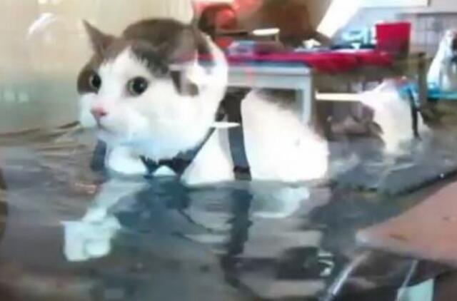 Katino mankšta po vandeniu - būdas numesti svorio