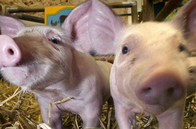 Kiaulių marą atvežti gali ir turistai