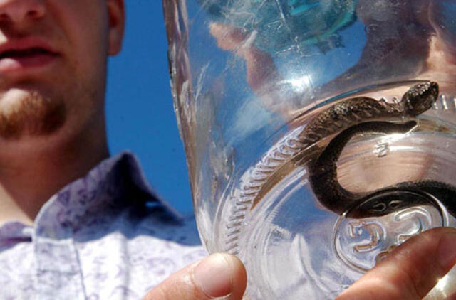 Nerodykit angims liežuvio