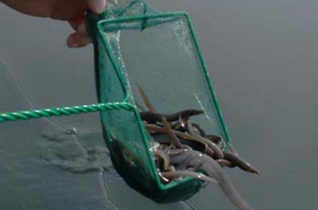 Ventės rago akvatorijoje visiškai uždrausta verslinė žvejyba