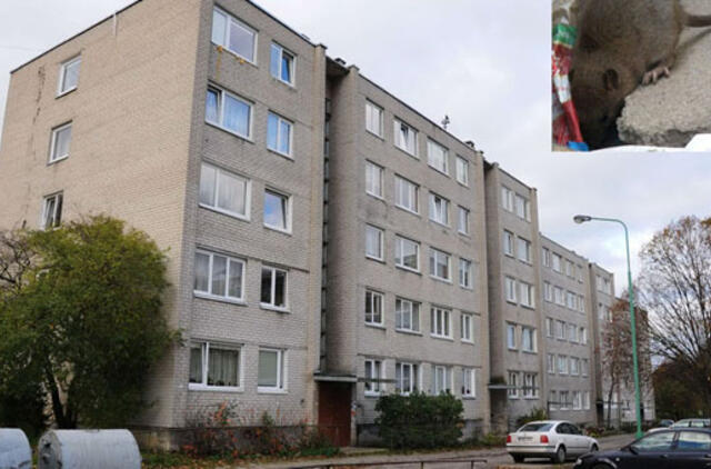 Administratoriai žmonėms atrodo baisesni už žiurkes