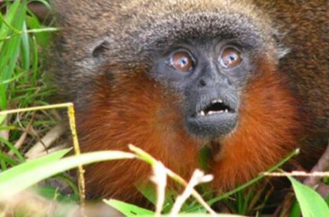 Amazonės miškuose - kaip katė murkianti beždžionė